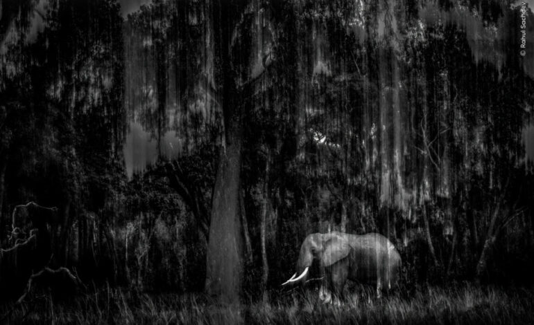 Indian Wildlife Photographer Rahul Sachdev Receives Highly Commended Honour at Wildlife Photographer of the Year 2025